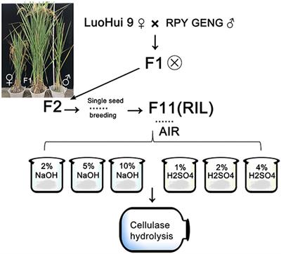 Rice Straws With Different Cell Wall Components Differ on Abilities of Saccharification